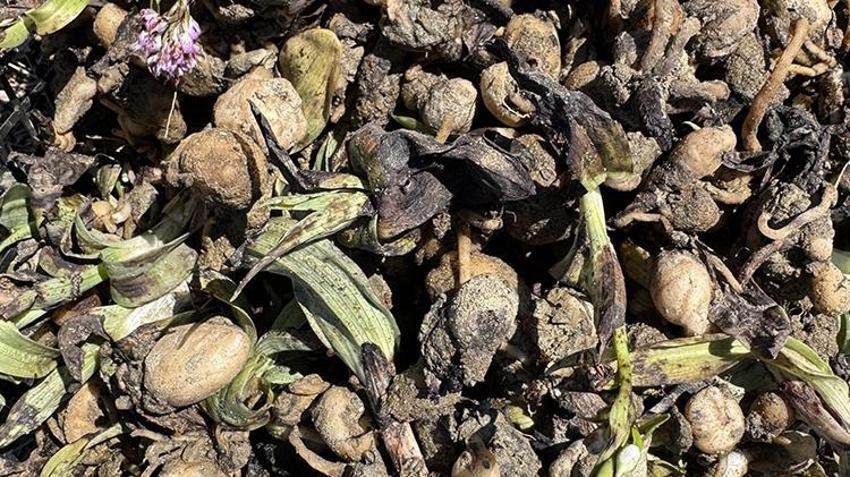 Samsun'da başladı, Türkiye'ye yayıldı! Özel izinle hasat yapıldı, tek yanlış araziyi yok ediyor, kilosu 4.000 TL