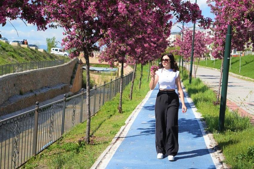 Muş'ta bahar geldi, çiçek açan Çin elması ağaçları kartpostallık görüntüler oluşturdu