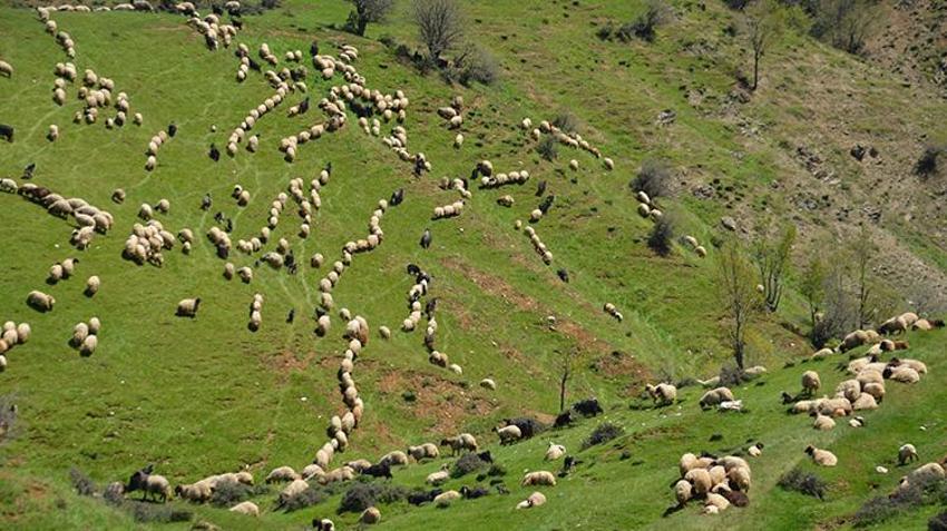 Diyarbakır ve Mardin'den yola çıktılar! 30 günlük zorlu yolculuktan sonra hedeflerine ulaştılar