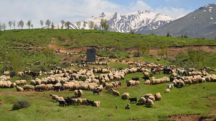 Diyarbakır ve Mardin'den yola çıktılar! 30 günlük zorlu yolculuktan sonra hedeflerine ulaştılar