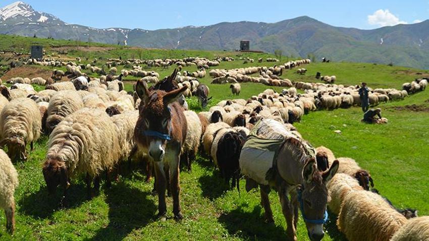 Diyarbakır ve Mardin'den yola çıktılar! 30 günlük zorlu yolculuktan sonra hedeflerine ulaştılar