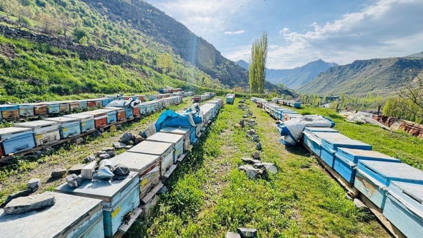 Şırnak'ta bal arılarından ay yıldızlı petek şov! Görenler şaşırıyor