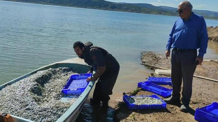 Yozgat'ın hazinesi Avrupa'ya cips oluyor! Çekerek Barajı'ndan ihracat atağı!