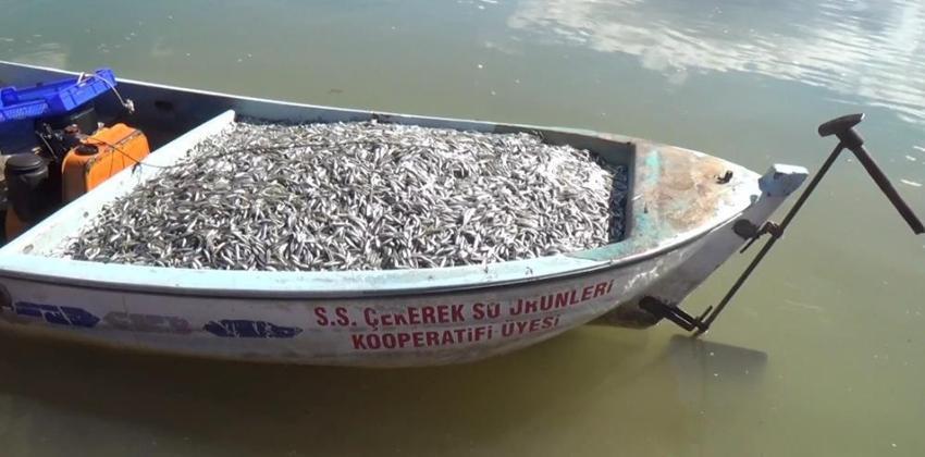 Yozgat'ın hazinesi Avrupa'ya cips oluyor! Çekerek Barajı'ndan ihracat atağı!