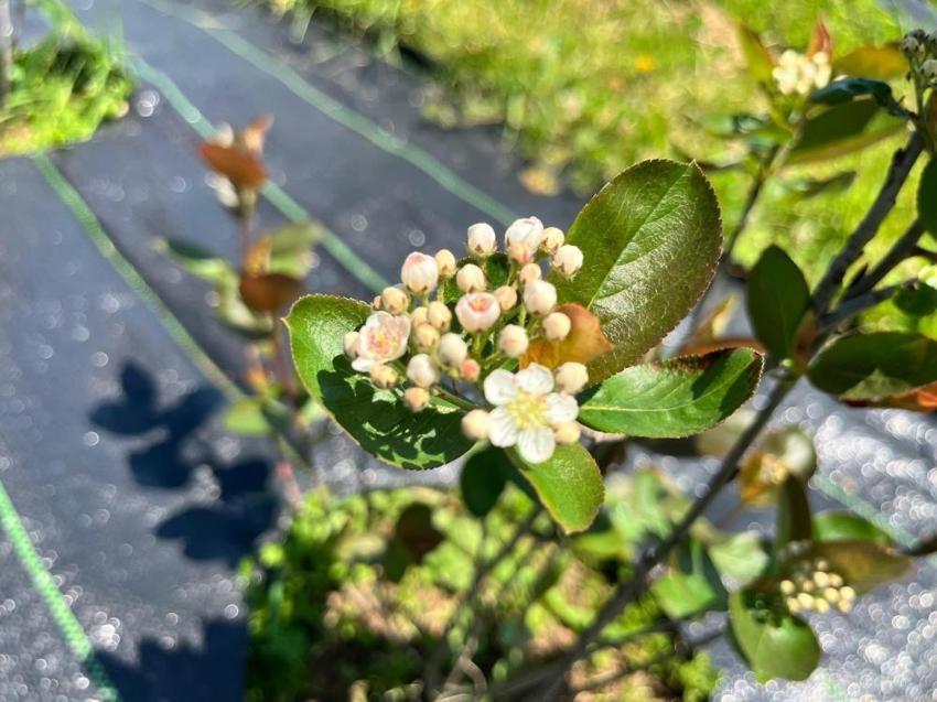 Siyaseti bıraktı, aromatik şifa bahçesi kurdu!