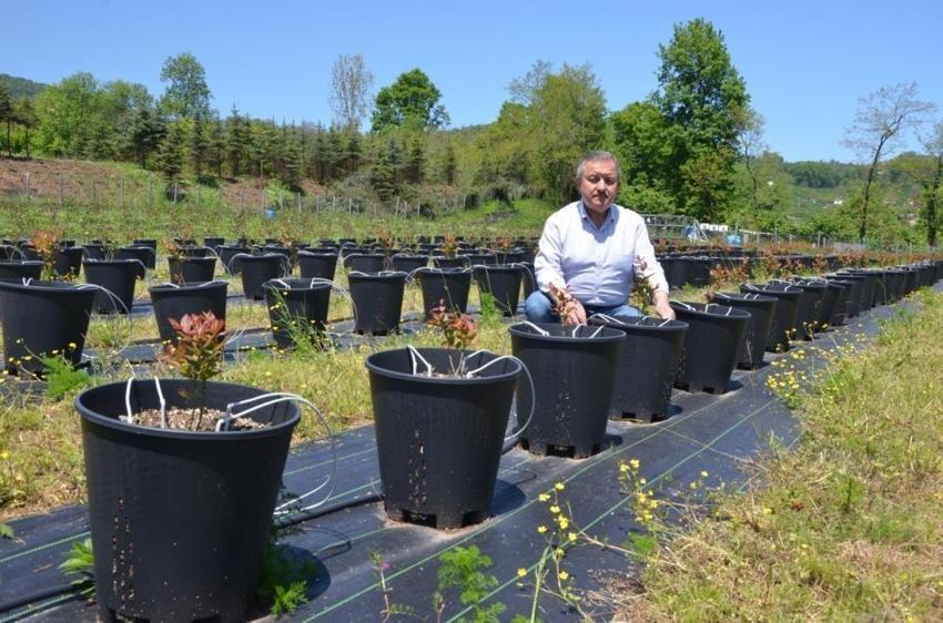 Siyaseti bıraktı, aromatik şifa bahçesi kurdu!