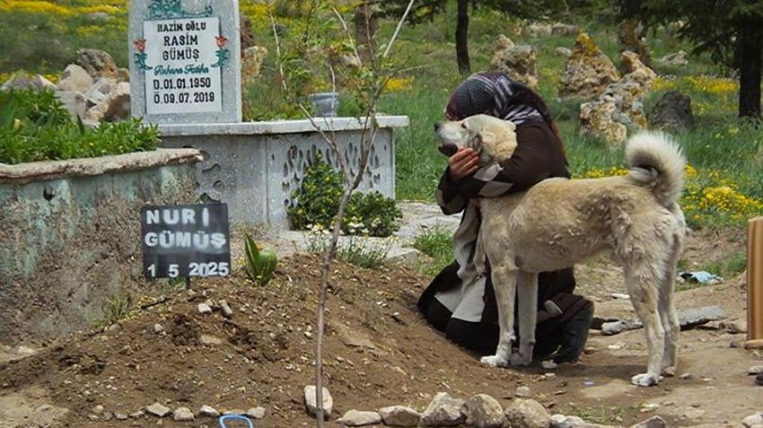 Nevşehir'de duygulandıran vefa! Sahibi ölen 'Garip' isimli köpek mezarın başından ayrılmıyor!