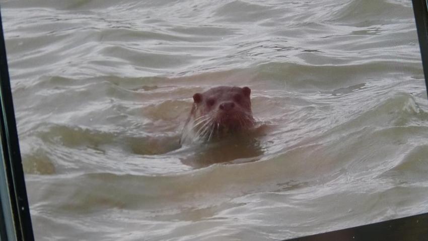 Dünya onu arıyor, Sivas'ta tesadüfen yakalandı! Kuş sandı, yakından bakınca gözlerine inanamadı
