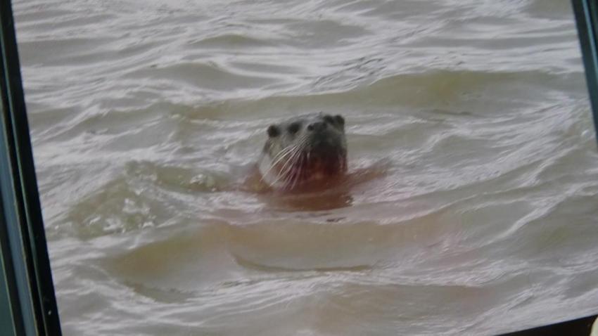 Dünya onu arıyor, Sivas'ta tesadüfen yakalandı! Kuş sandı, yakından bakınca gözlerine inanamadı