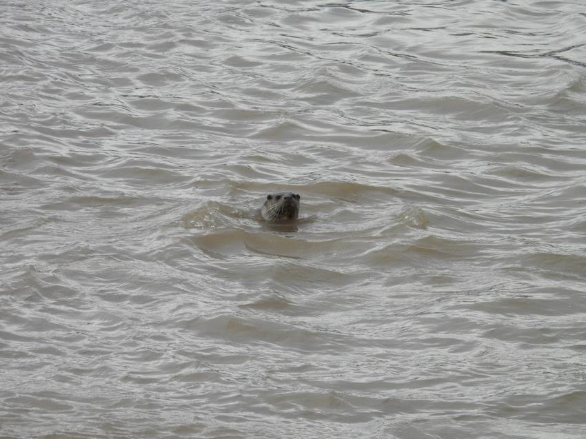 Dünya onu arıyor, Sivas'ta tesadüfen yakalandı! Kuş sandı, yakından bakınca gözlerine inanamadı
