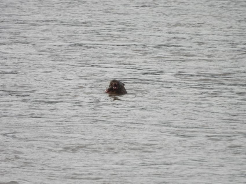 Dünya onu arıyor, Sivas'ta tesadüfen yakalandı! Kuş sandı, yakından bakınca gözlerine inanamadı