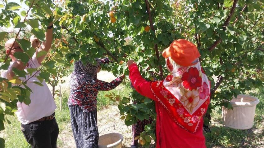Mersin'den dünyaya yayılıyor! Bu yıl hasat coştu: Araplar kapış kapış alıyor, kilosu 80 lira