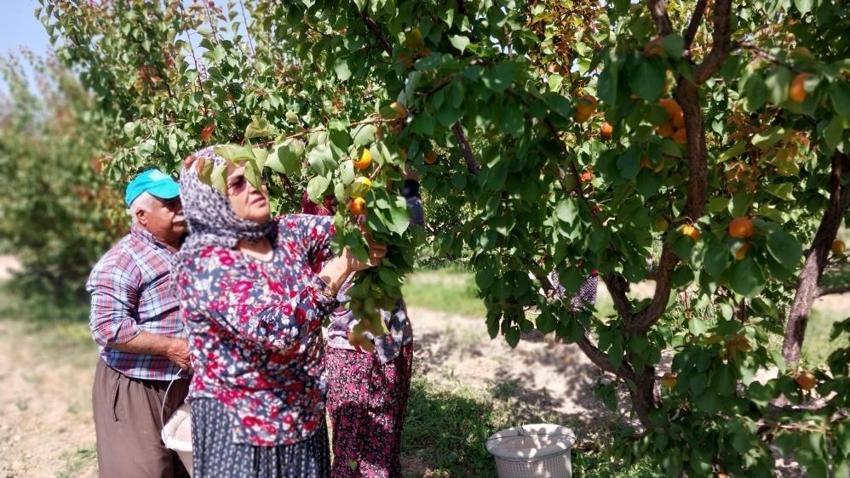 Mersin'den dünyaya yayılıyor! Bu yıl hasat coştu: Araplar kapış kapış alıyor, kilosu 80 lira
