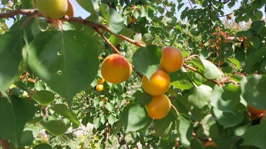 Mersin'den dünyaya yayılıyor! Bu yıl hasat coştu: Araplar kapış kapış alıyor, kilosu 80 lira