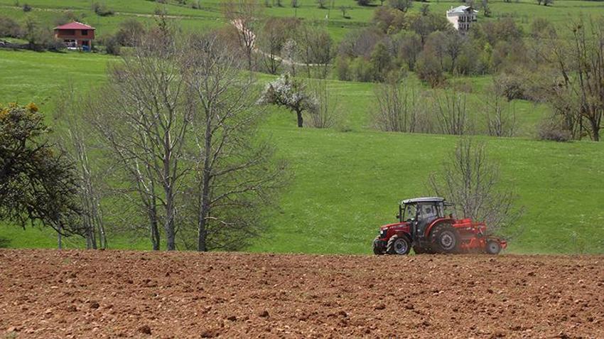 Karabuğday toprağı sevdi! Ordu'nun atıl arazileri bereketleniyor