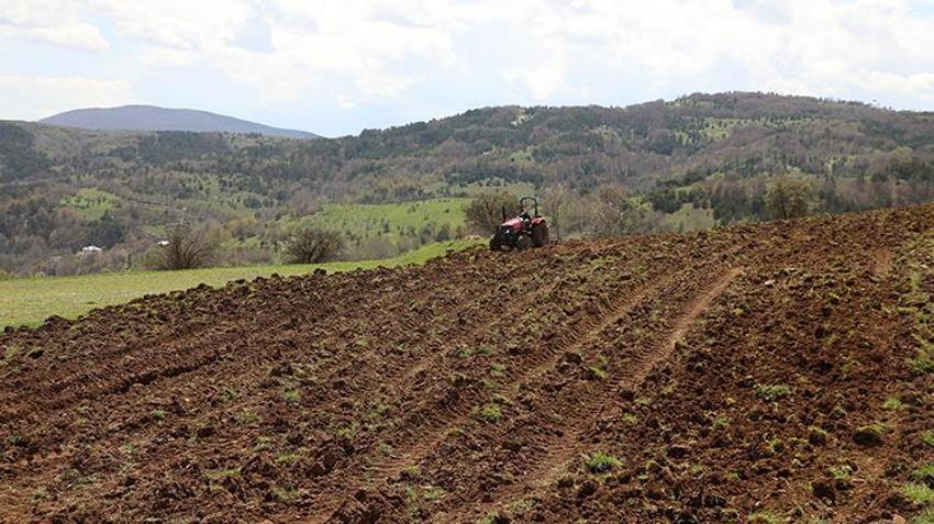 Karabuğday toprağı sevdi! Ordu'nun atıl arazileri bereketleniyor