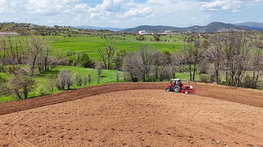 Karabuğday toprağı sevdi! Ordu'nun atıl arazileri bereketleniyor