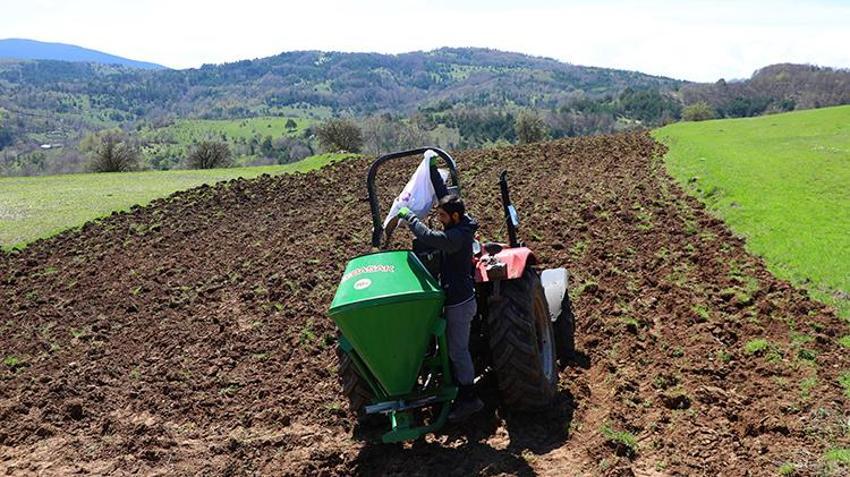 Karabuğday toprağı sevdi! Ordu'nun atıl arazileri bereketleniyor