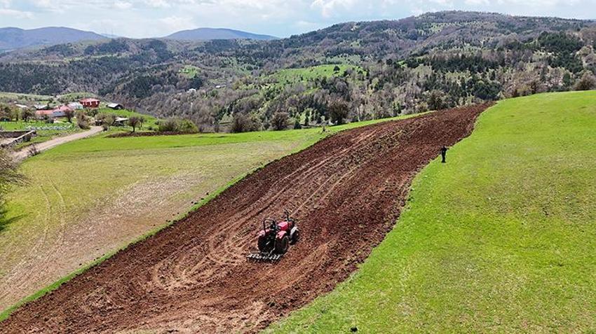 Karabuğday toprağı sevdi! Ordu'nun atıl arazileri bereketleniyor