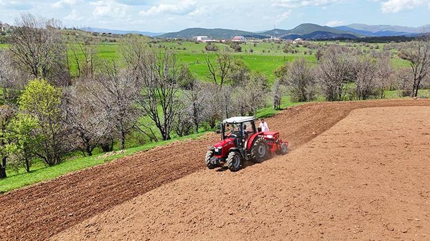 Karabuğday toprağı sevdi! Ordu'nun atıl arazileri bereketleniyor