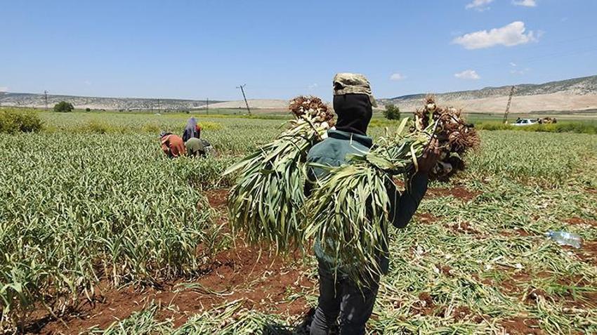 Gaziantep'in tescilli lezzeti! İlk hasat başladı, fiyatı ikiye katlandı