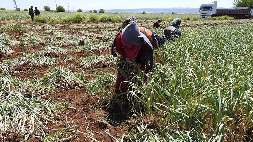 Gaziantep'in tescilli lezzeti! İlk hasat başladı, fiyatı ikiye katlandı