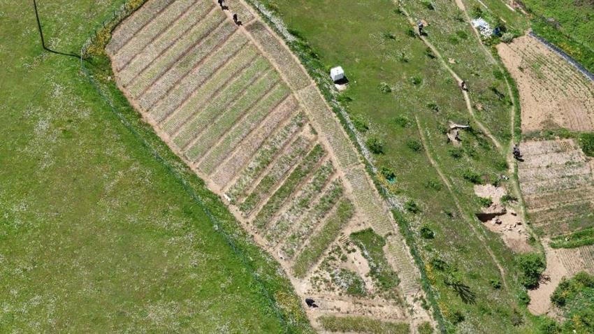 Komşusunda gördü memleketteki tarlaya ekti! 1 dönümden 2,5 milyon TL kazandırıyor: Üretimi basit, kilosu 3 bin TL