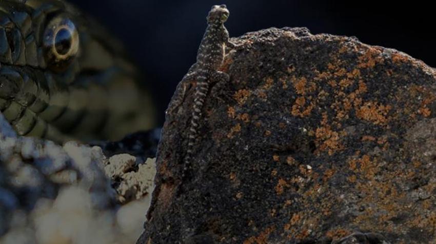 Dünyada sadece Ağrı'da yaşıyor! Yüzyıllar önce oluştu, araştırmacılar ilk kez bu kadar net görüntüledi