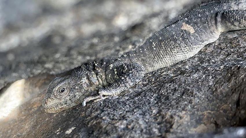 Dünyada sadece Ağrı'da yaşıyor! Yüzyıllar önce oluştu, araştırmacılar ilk kez bu kadar net görüntüledi