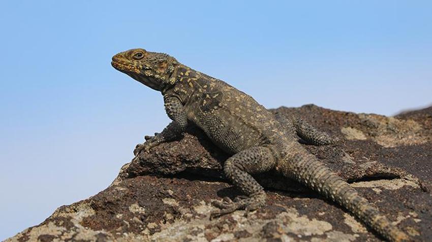Dünyada sadece Ağrı'da yaşıyor! Yüzyıllar önce oluştu, araştırmacılar ilk kez bu kadar net görüntüledi