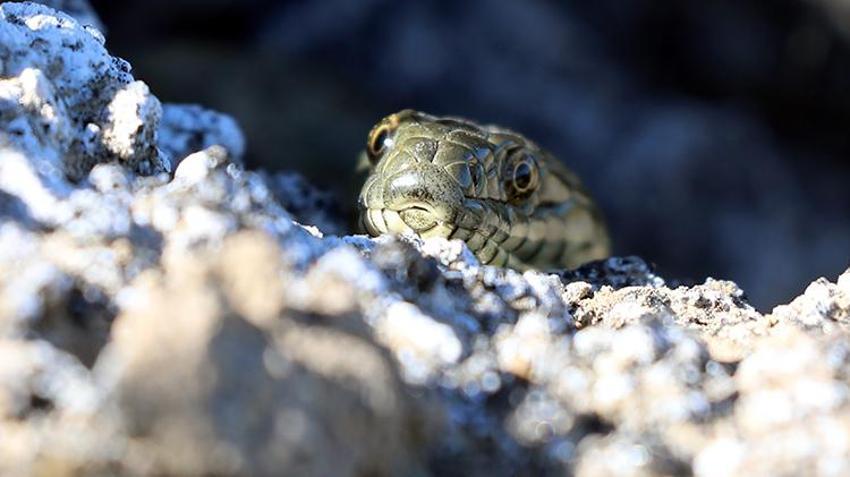 Dünyada sadece Ağrı'da yaşıyor! Yüzyıllar önce oluştu, araştırmacılar ilk kez bu kadar net görüntüledi