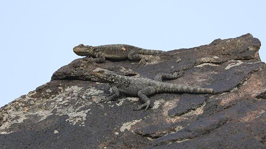 Dünyada sadece Ağrı'da yaşıyor! Yüzyıllar önce oluştu, araştırmacılar ilk kez bu kadar net görüntüledi
