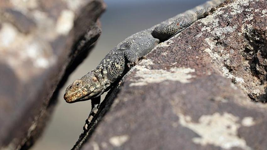 Dünyada sadece Ağrı'da yaşıyor! Yüzyıllar önce oluştu, araştırmacılar ilk kez bu kadar net görüntüledi