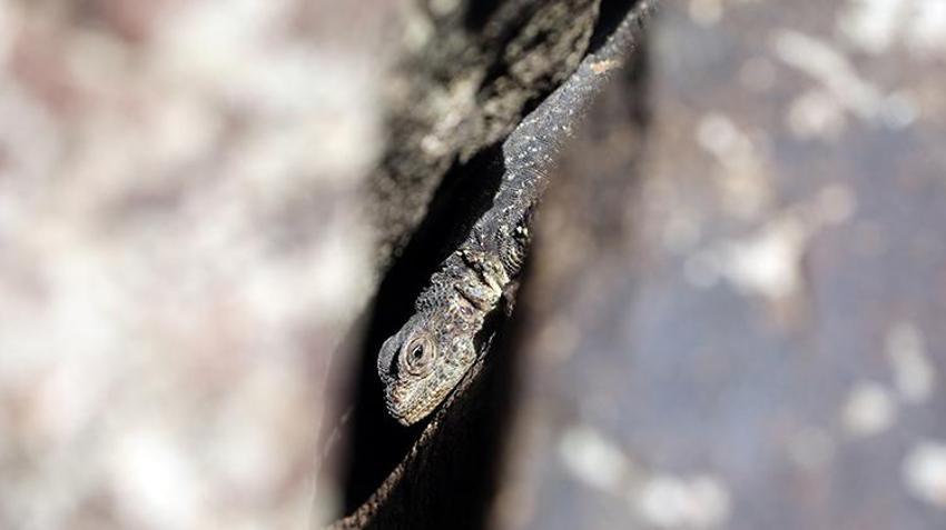 Dünyada sadece Ağrı'da yaşıyor! Yüzyıllar önce oluştu, araştırmacılar ilk kez bu kadar net görüntüledi