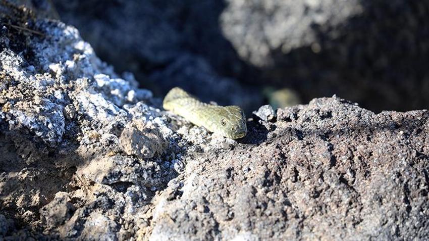 Dünyada sadece Ağrı'da yaşıyor! Yüzyıllar önce oluştu, araştırmacılar ilk kez bu kadar net görüntüledi