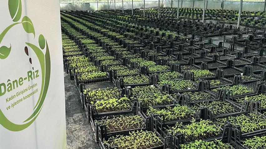 Ata tohumunun etrafında güçlerini birleştiren kadınlar hayallerini gerçekleştirdi! Kocaeli'nde üretime başladılar