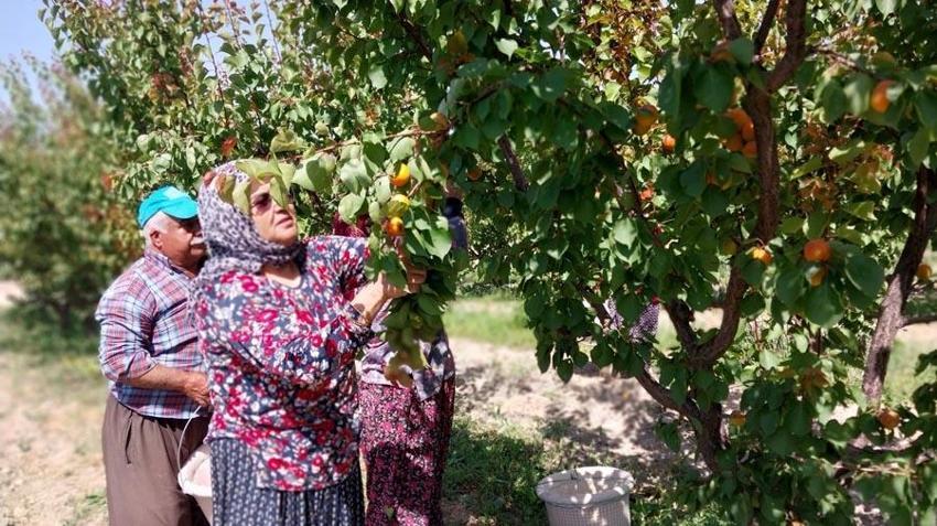 Mersin'de hasadı başladı, dünyanın dört bir yanına ihrac ediliyor! Kilosu 35-40 TL'ye kadar düştü