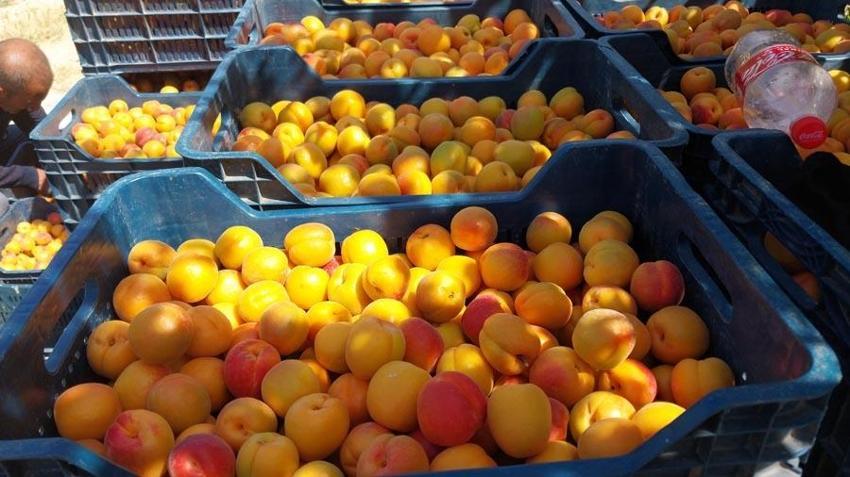 Mersin'de hasadı başladı, dünyanın dört bir yanına ihrac ediliyor! Kilosu 35-40 TL'ye kadar düştü