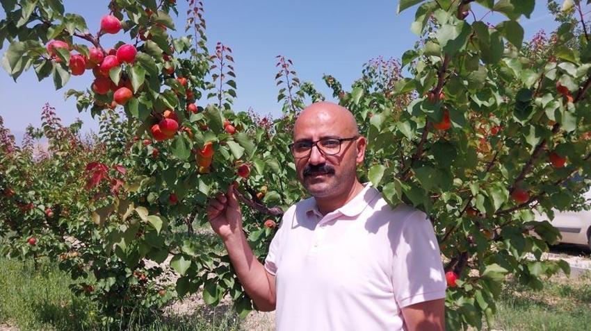 Mersin'de hasadı başladı, dünyanın dört bir yanına ihrac ediliyor! Kilosu 35-40 TL'ye kadar düştü