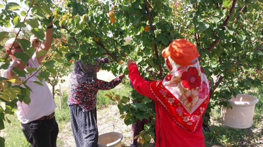 Mersin'de hasadı başladı, dünyanın dört bir yanına ihrac ediliyor! Kilosu 35-40 TL'ye kadar düştü