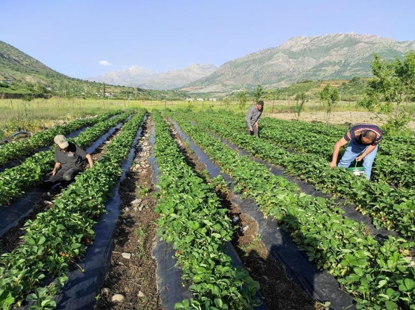 Tutmaz diye tarlasına ekti, şimdi üretim deposu oldu! İlk hasat başladı, 81 ile gönderiyor, kasası 200 TL