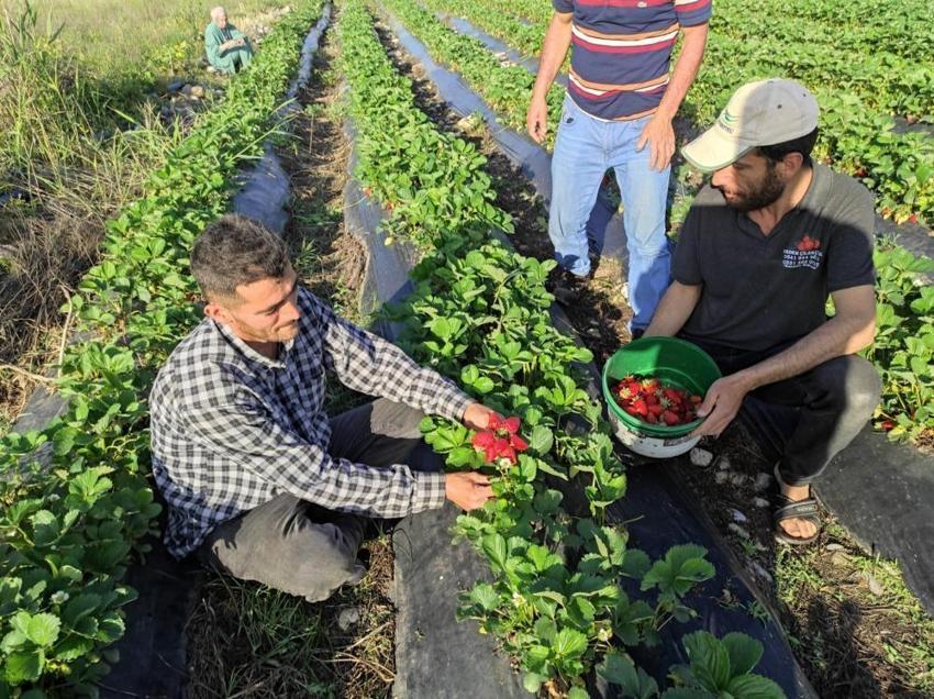 Tutmaz diye tarlasına ekti, şimdi üretim deposu oldu! İlk hasat başladı, 81 ile gönderiyor, kasası 200 TL