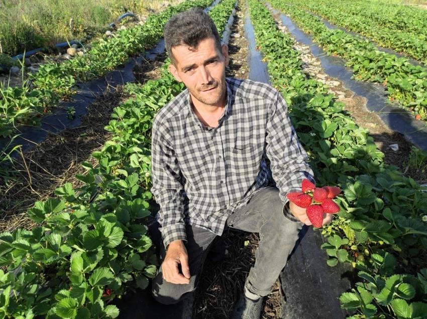 Tutmaz diye tarlasına ekti, şimdi üretim deposu oldu! İlk hasat başladı, 81 ile gönderiyor, kasası 200 TL