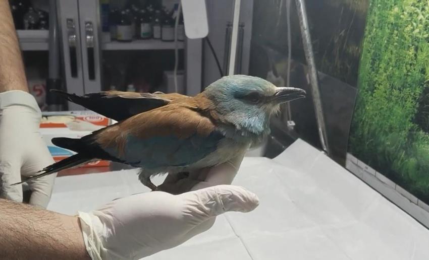 Tarlasında çalışırken fark etti, çok nadir görülüyor! Sırbistan'dan gelmiş, bakanlık devreye girdi 