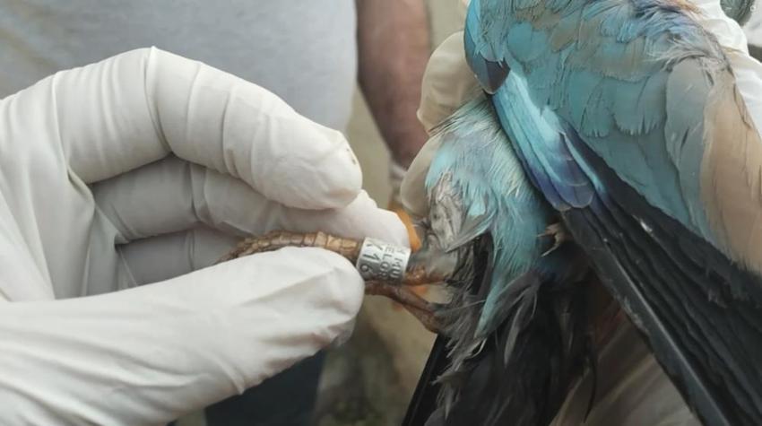 Tarlasında çalışırken fark etti, çok nadir görülüyor! Sırbistan'dan gelmiş, bakanlık devreye girdi 