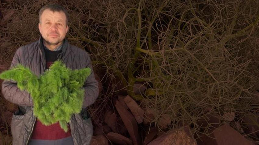 Dağda kendiliğinde yetişiyor! Sadece 1 ay çıkıyor, Sepet sepet topluyorlar, şifa deposu, tanesi 30 TL