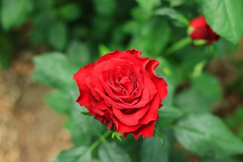 100 TL'lik ürünü bu sene bedava verecek! Hollanda'dan Adana'ya gelince işler değişti, talep patladı