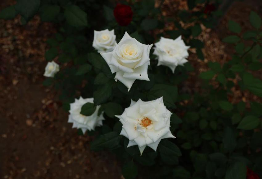 100 TL'lik ürünü bu sene bedava verecek! Hollanda'dan Adana'ya gelince işler değişti, talep patladı