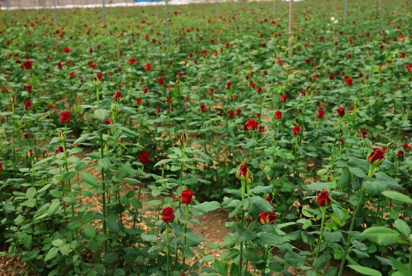 100 TL'lik ürünü bu sene bedava verecek! Hollanda'dan Adana'ya gelince işler değişti, talep patladı