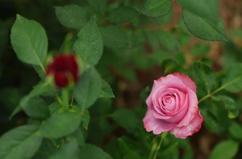 100 TL'lik ürünü bu sene bedava verecek! Hollanda'dan Adana'ya gelince işler değişti, talep patladı